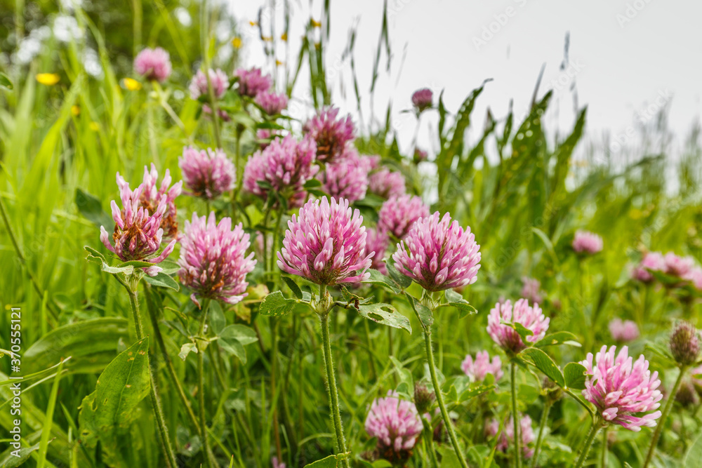 Close up wild red clover, Trifolium pratense, a perennial and common in Europe especially in natural meadows, fallow land and extensively managed meadows Close up wild red clover, Trifolium pratense, a perennial and common in Europe especially in natural meadows, fallow land and extensively managed meadows