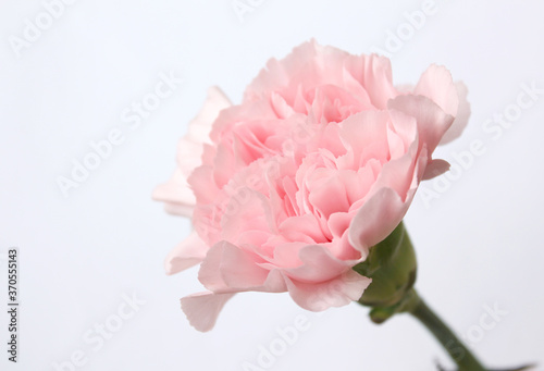 carnation flower isolated on white background . pink cloves flowers . 