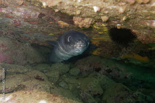 Принти на полотні European conger (Conger conger) in Mediterranean Sea