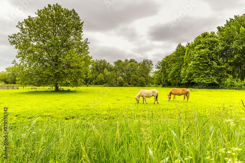 Grazing horses in a nice green pasture of Petting Zoo Zegersloot with large plane tree and forest in the background against gray clouds sky