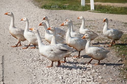 Schilderij op canvas geese graze in the village