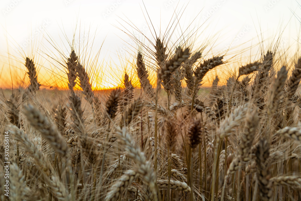 The beautiful triticale ears at sunset, summer view The beautiful triticale ears at sunset, summer view