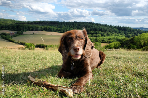 Brown working cocker spaniel with a stick on Pewley Down in Guildford, Surrey, UK photo