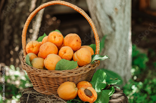 Fototapeta Naklejka Na Ścianę i Meble -  Basket with large ripe apricots on a hemp in the garden. Rural lifestyle. Self-grown natural products.