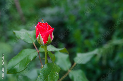 close-up of a red rose bud on a background of green foliage. Copy of space.