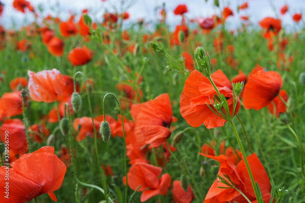 Fototapeta premium Flowers poppies in the meadow. Blooming green plants. Floral background.