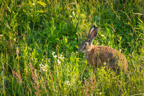 A hare sitting in the green grass in the meadow