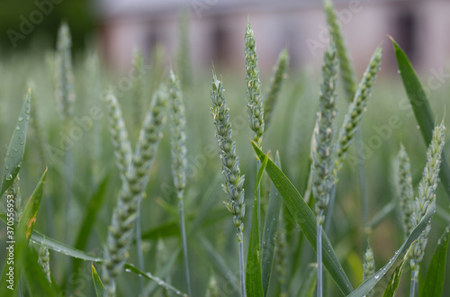 Grass after the rain. Green wheat spikelets with dewdrops on a field in summer. Cereal crops. Agro-industrial complex. High quality photo