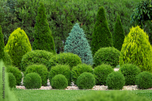 greenery landscaping of a backyard garden with evergreen thuja and cypress in a greenery park with decorative landscape trees and bushes, nobody.