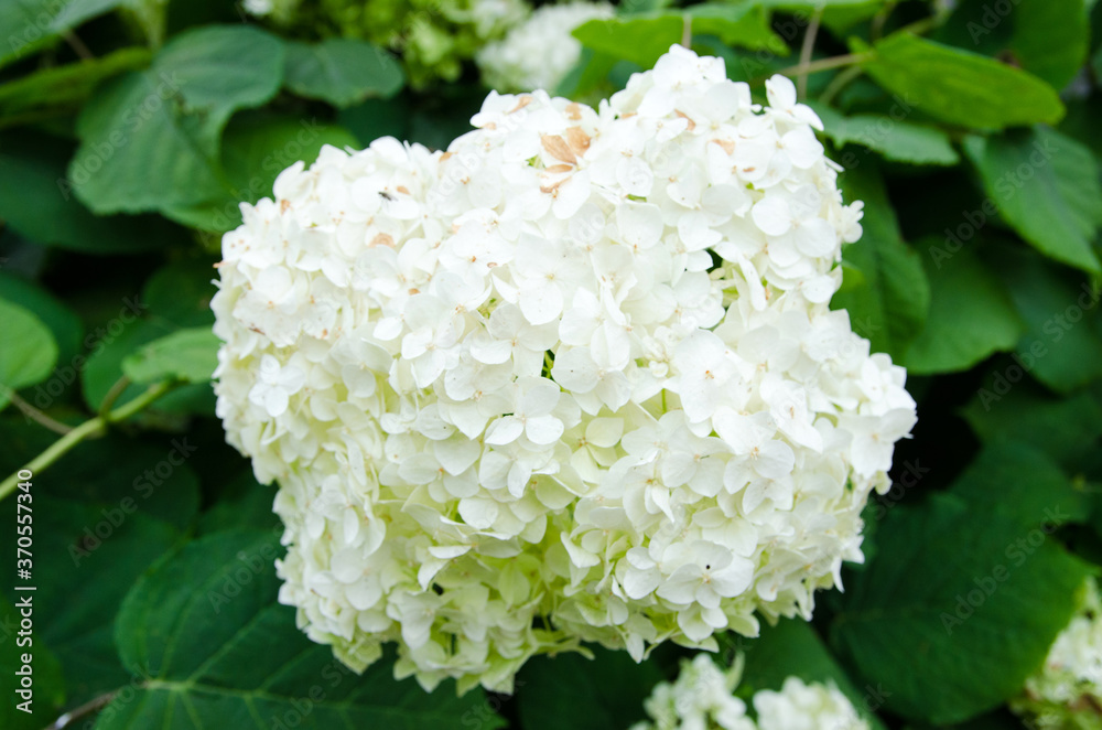 bouquet of white hydrangea flower blossom in morning garden and green background bouquet of white hydrangea flower blossom in morning garden and green background