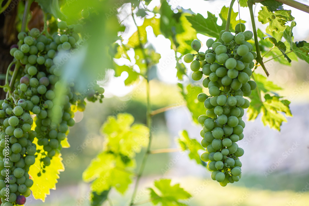 Naklejka premium Close-Up of ripe white wine grapes with sunlight