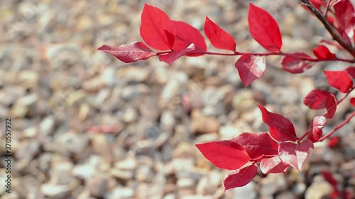 branch with autumn red leaves of Vaccinium uliginosum (bog bilberry, bog blueberry, northern bilberry or western blueberry, close up full HD stock video footage background in real-time with copy space