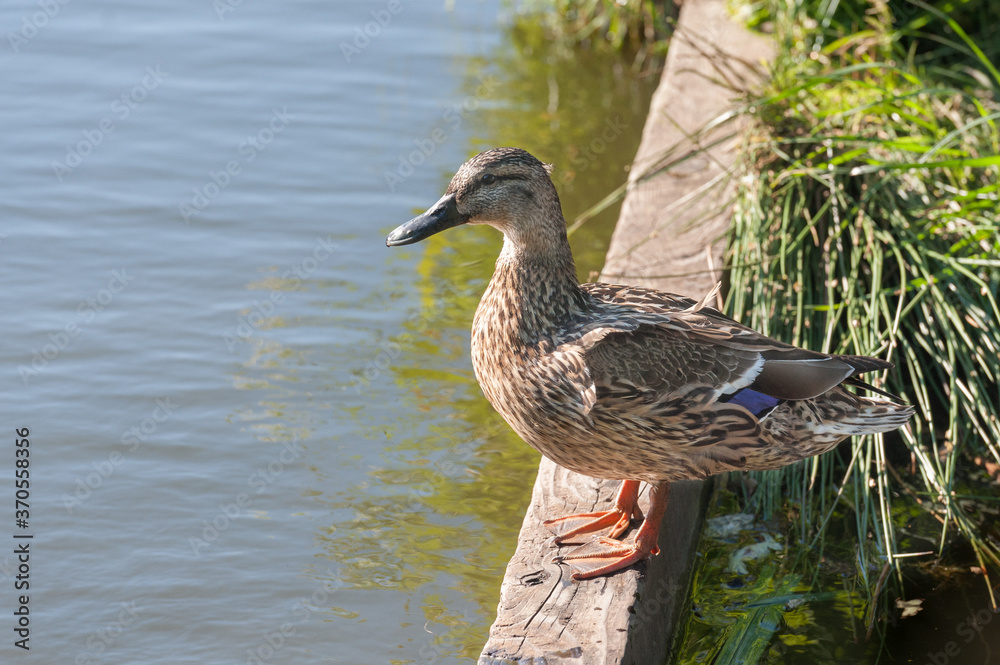female mallard duck at the waters edge