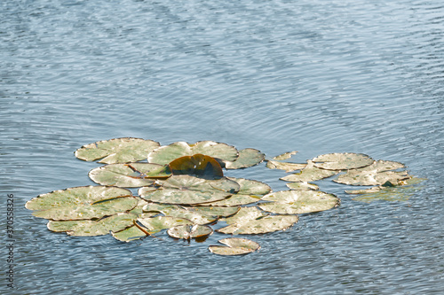 Obraz na plátně water lilies floating on a pond