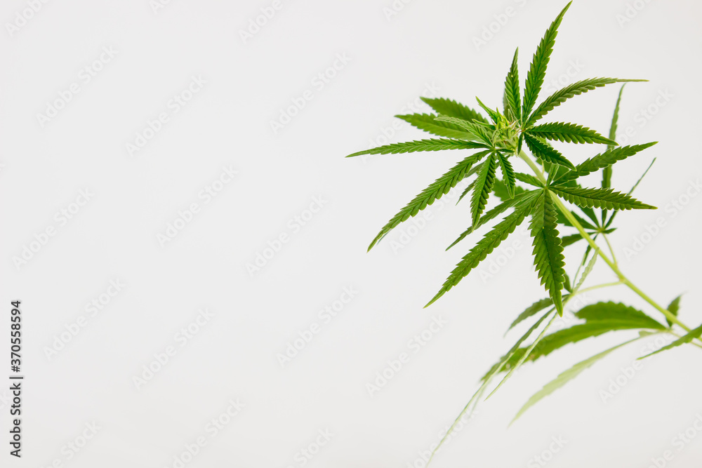 green leaf or hemp leaves on white background