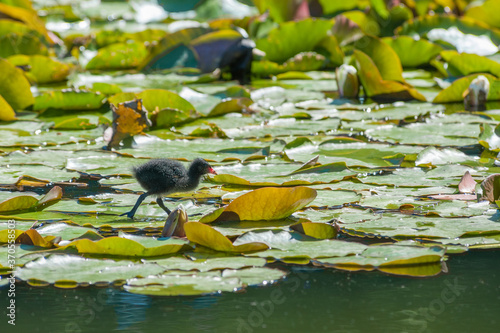 Fototapeta moorhen chick on a lily pond