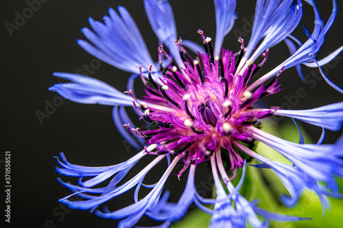 Cornflowers is blomming   Design banner background   Copy space for text   Close up
