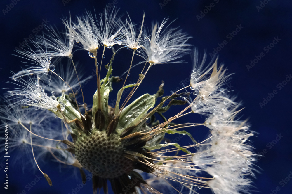 Fototapeta premium Dendelion. Abstract macro photo of dendelion seeds