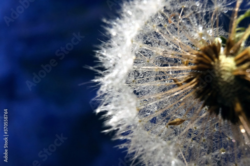 Dendelion. Abstract macro photo of dendelion seeds. Copy space for text