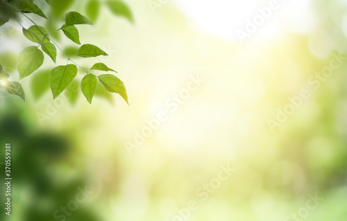 Closeup nature view of green leaf on blurred greenery background in garden with copy space for text using as summer background natural green plants landscape  ecology  fresh wallpaper concept.
