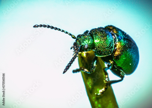 Quadro em tela Little green beatle on a leaf