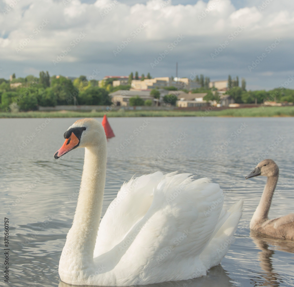 Obraz premium graceful swan with a small swan swims in the lake