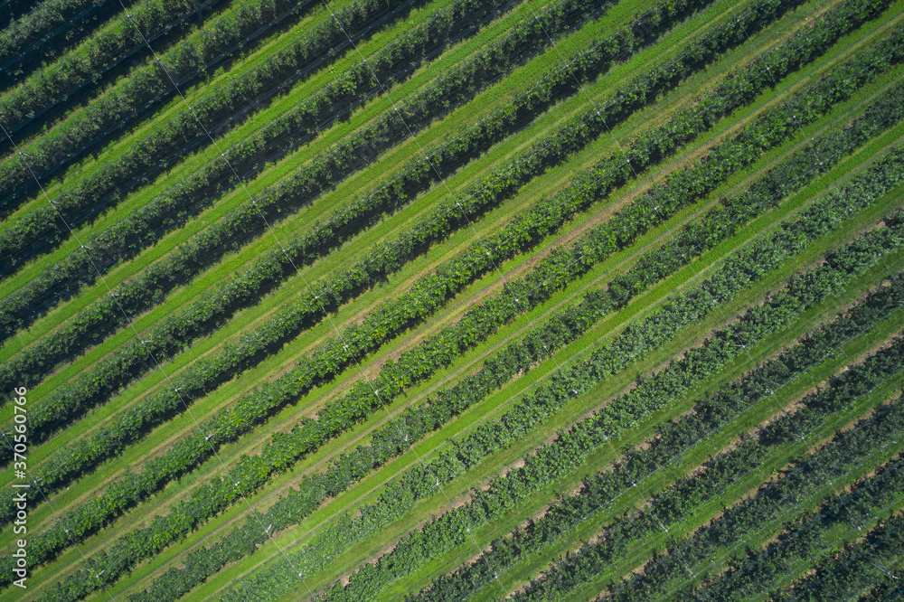 Rows in a vineyard, natural pattern above from a drone. Aerial view. Vineyards of Italy.