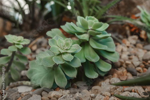 Succulent plants (echeveria) in stones