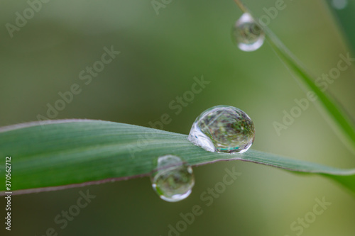 Dew drops on green leaf. meadow grass in drops rain, nature background. From pure water