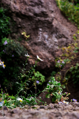 Wallpaper Mural aster spathulifolius flower between the rocks at the coast beach. Torontodigital.ca