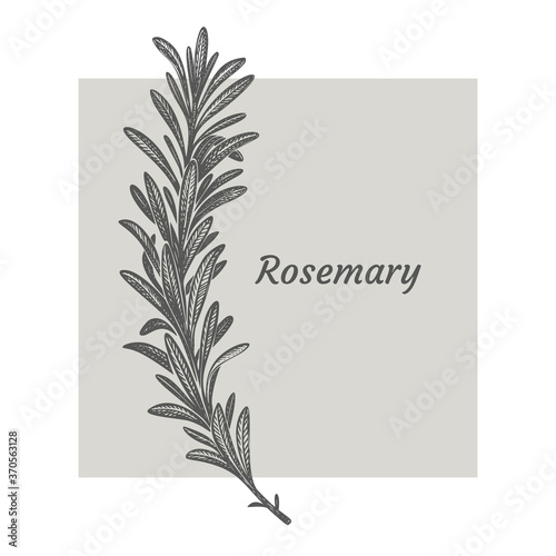 Sprig of rosemary. Design template. Vector illustration. Retro style.