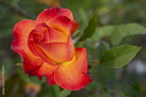 Beauty of sweet heart rose  with its vivid changing color of yellow  orange and accented in red.  implies love  devotion and gentleness. The pretty petal form a lovely design and repeating pattern . 
