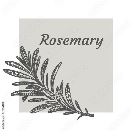Wallpaper Mural Sprig of rosemary. Design template. Vector illustration. Retro style. Torontodigital.ca