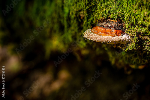 Champignons en forêt 