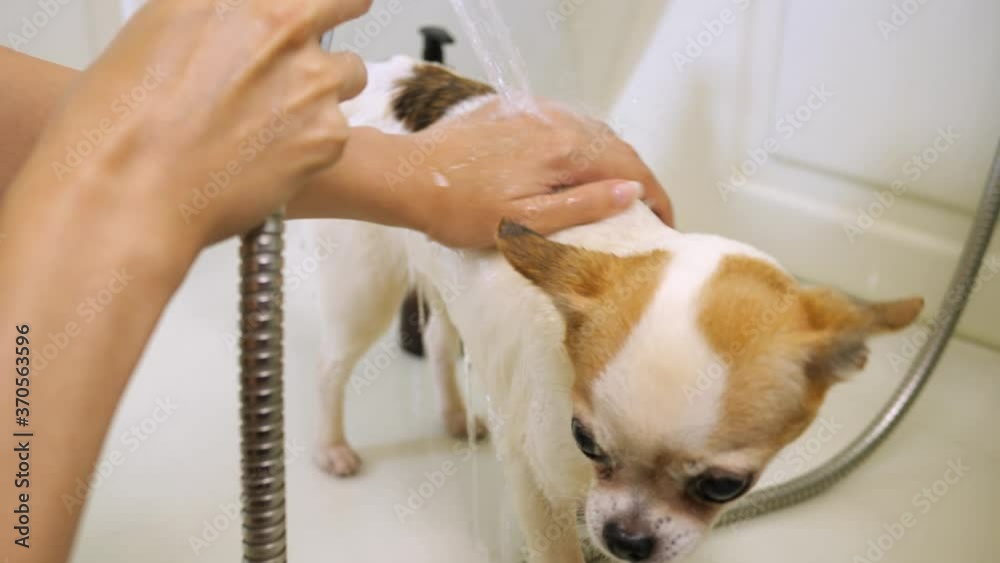 owner of a Chihuahua dog washes the dog's hair with shampoo Stock ビデオ