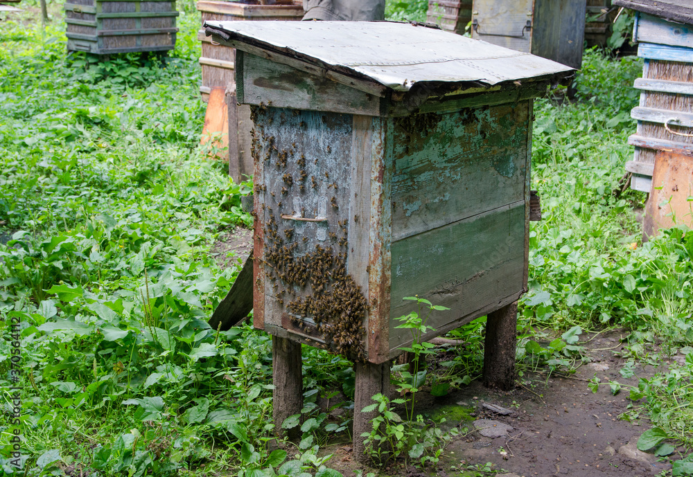 Flying bees near the hive. Wooden beehive and bees. Plenty of bees at the entrance of old beehive in apiary Flying bees near the hive. Wooden beehive and bees. Plenty of bees at the entrance of old beehive in apiary
