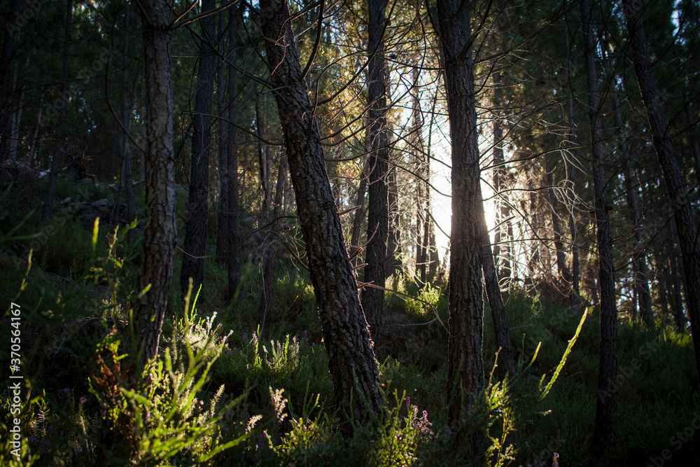 Obraz premium Light through the woods