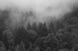 Mgła zawisła ponad szczytami drzew w górach