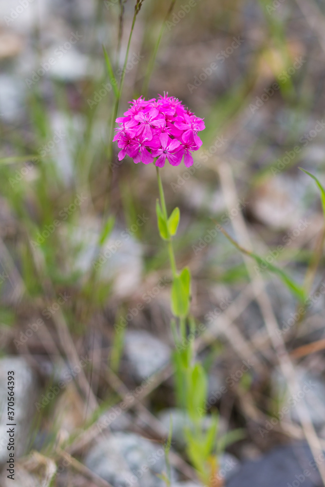 Blooming flower head of Silene compacta Fischer on the summer meadow Blooming flower head of Silene compacta Fischer on the summer meadow