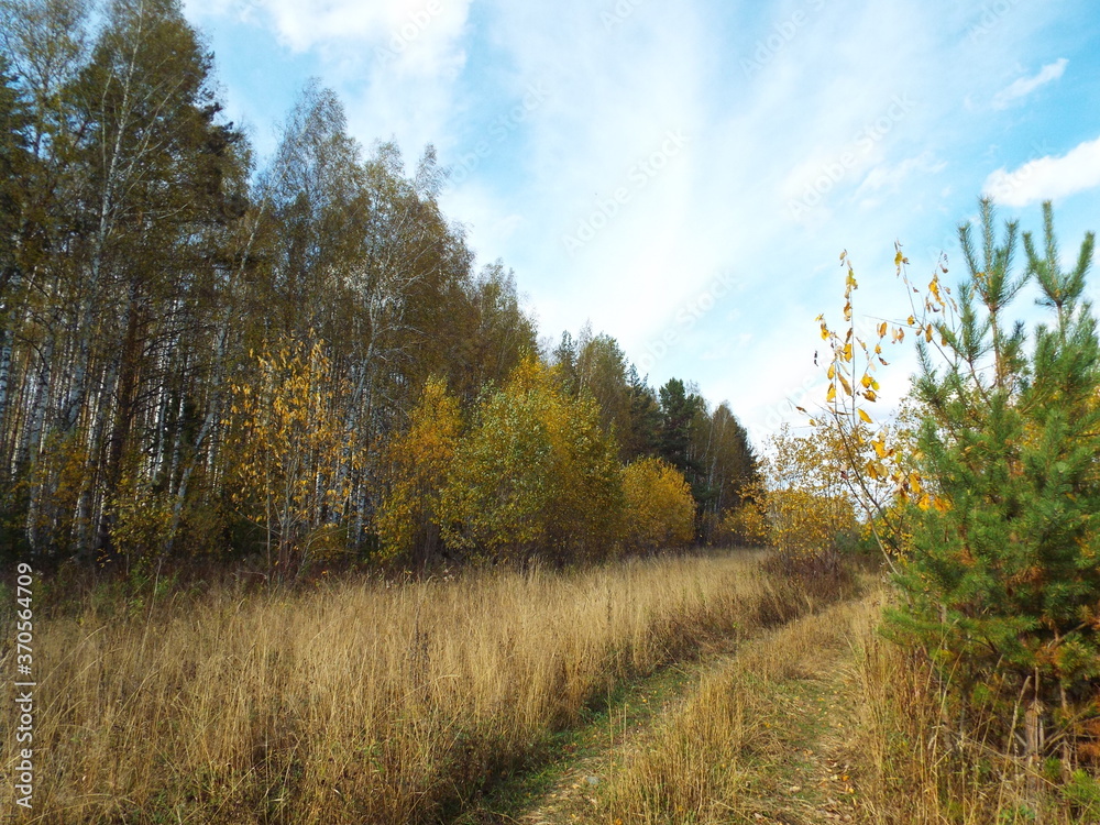 road in the forest