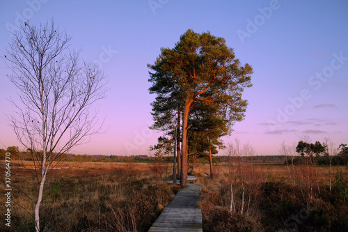 Pink sunset skies over the bog pools at Thursley Common, Surrey, UK