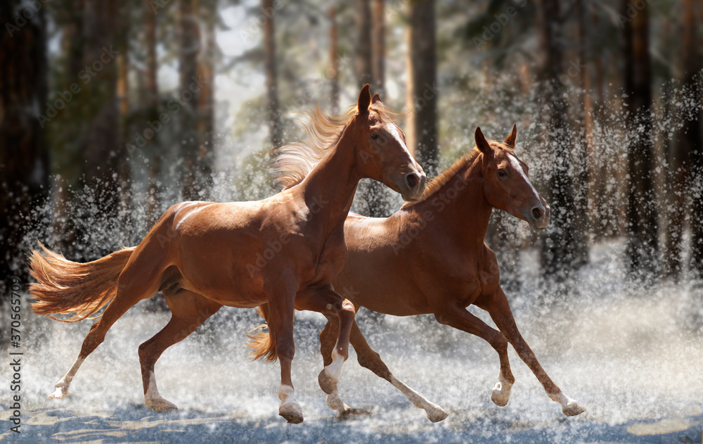 two red horses running through the woods two red horses running through the woods