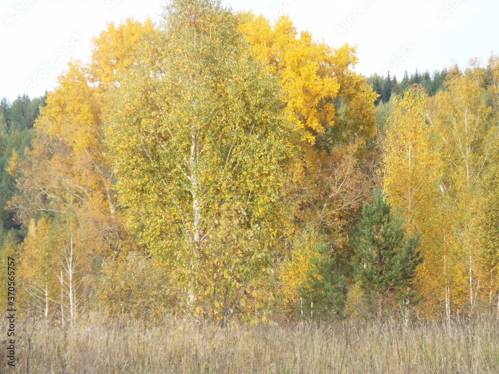Fototapeta premium autumn trees in the forest