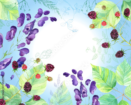 A postcard on a summer theme. Vegetable border. Monkshood flowers, BlackBerry branch with berries, meadow grasses, cereals on a light background. © hexen2015