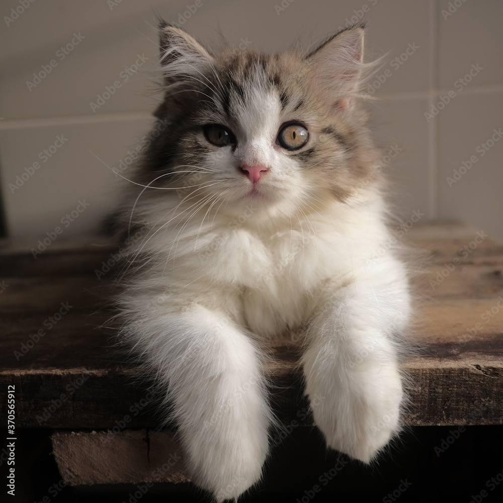 A lovely fluffy persian kitten