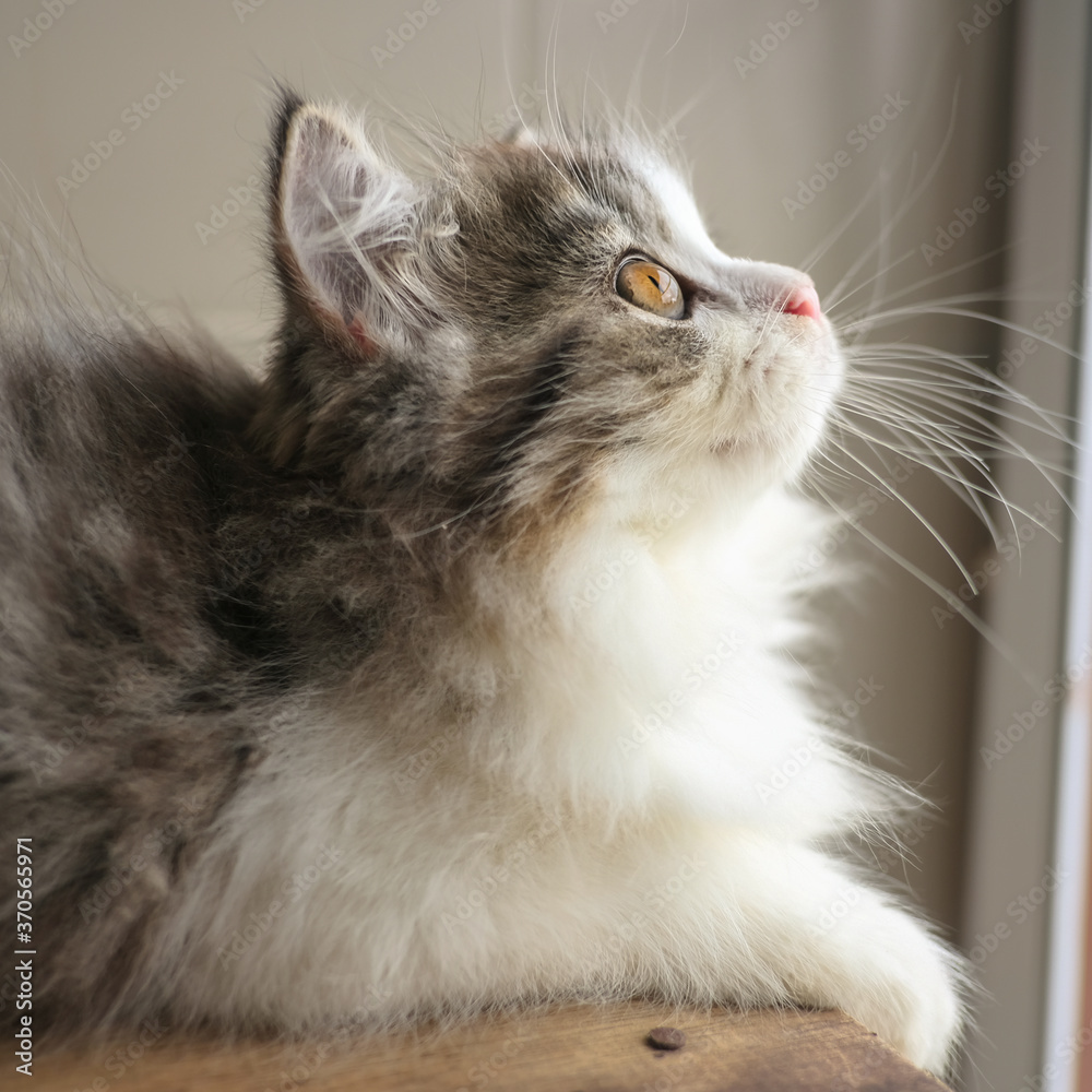 A lovely fluffy persian kitten