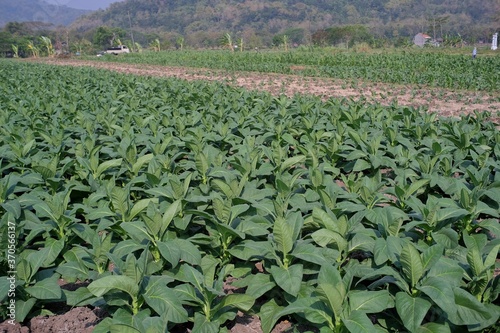 Tobacco plantations thrive in the dry season when there is little rainfall