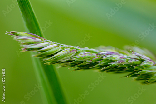 Close up of grass panicle with dew droplets