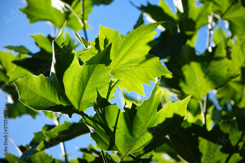 Fresh green leaves of plane tree against summer blue sky. Selective focus foliage. Latin name ,Platanus x hispanica, Platanus x acerifolia. the Netherlands