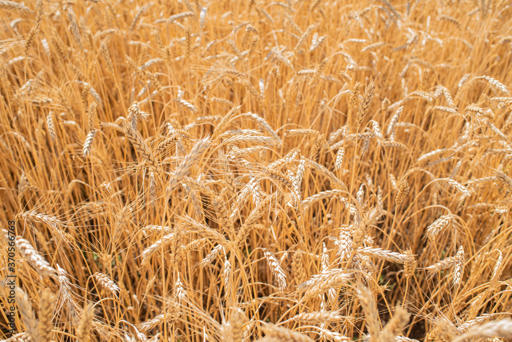 Wheat field on a warm summer day Wheat field on a warm summer day